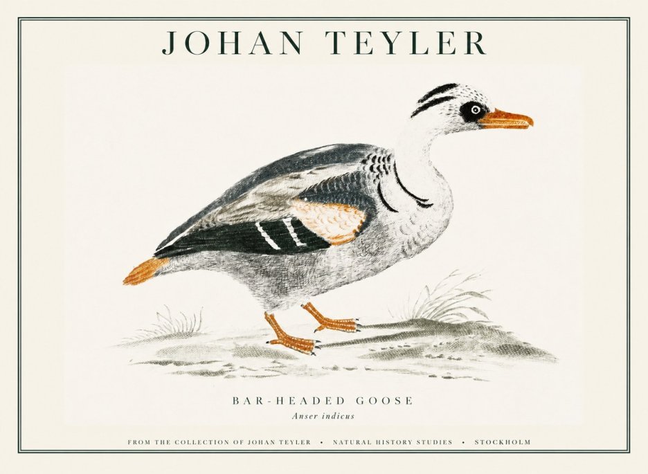Johan Teyler Bar-headed Goose No1 - Poszter