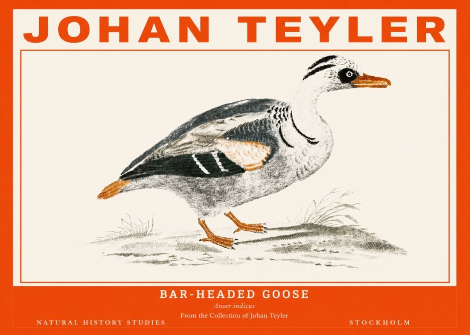 Johan Teyler Bar-headed Goose No2 - Poszter
