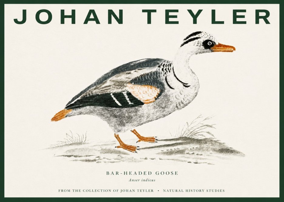 Johan Teyler Bar-headed Goose No3 - Poszter