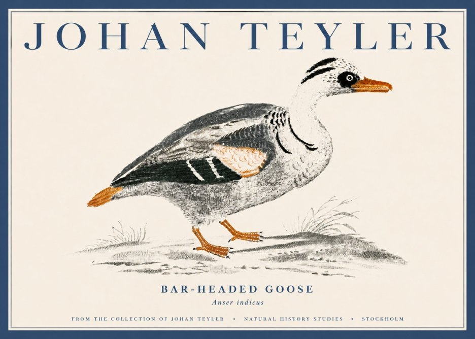 Johan Teyler Bar-headed Goose No4 - Poszter