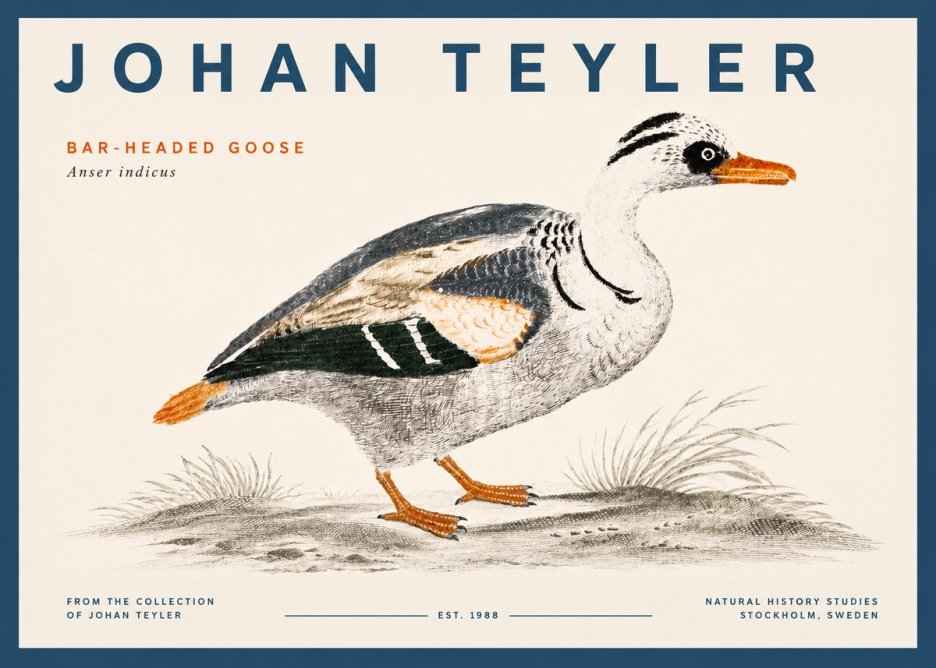 Johan Teyler Bar-headed Goose No5 - Poszter