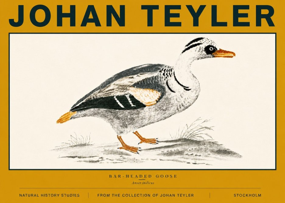 Johan Teyler Bar-headed Goose No6 - Poszter