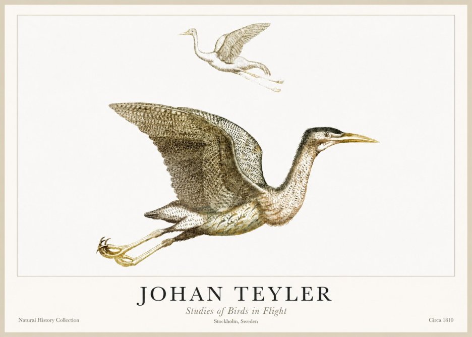 Johan Teyler Studies of Birds in Flight No1 - Poszter