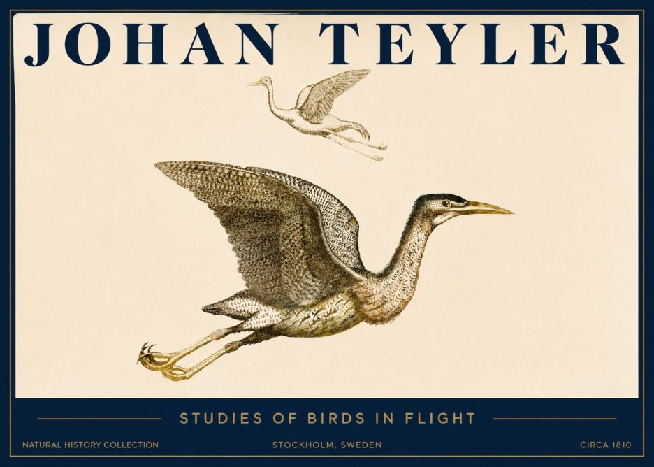 Johan Teyler Studies of Birds in Flight No3 - Poszter