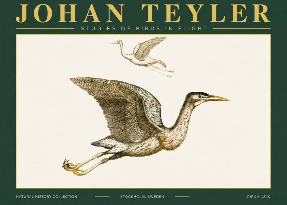 Johan Teyler Studies of Birds in Flight No4 - Poszter
