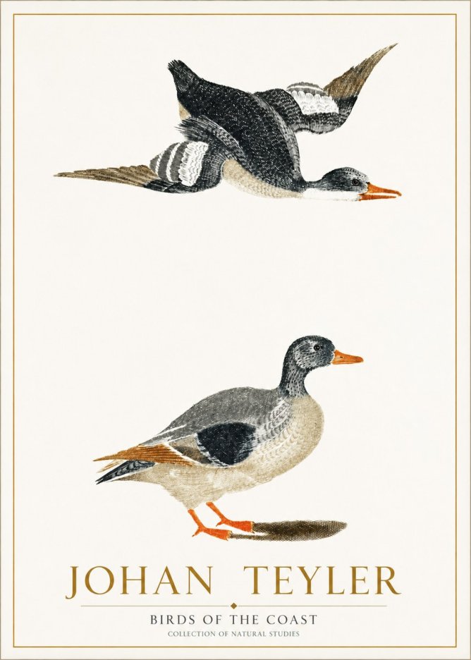 Johan Teyler Birds of the Coast No1 - Poszter