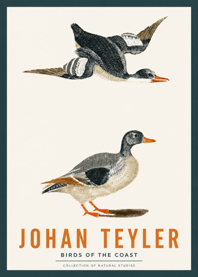 Johan Teyler Birds of the Coast No2 - Poszter