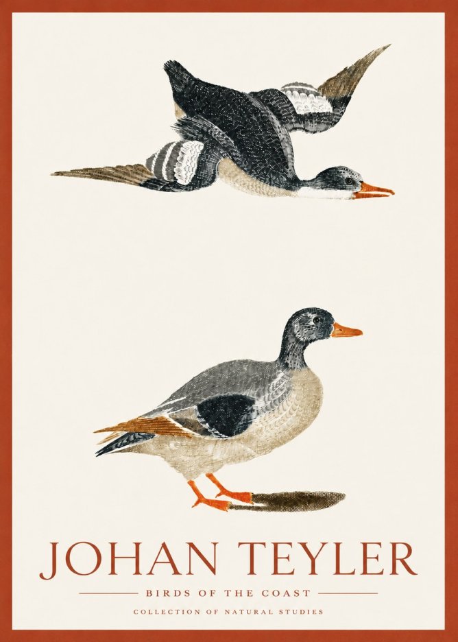Johan Teyler Birds of the Coast No3 - Poszter