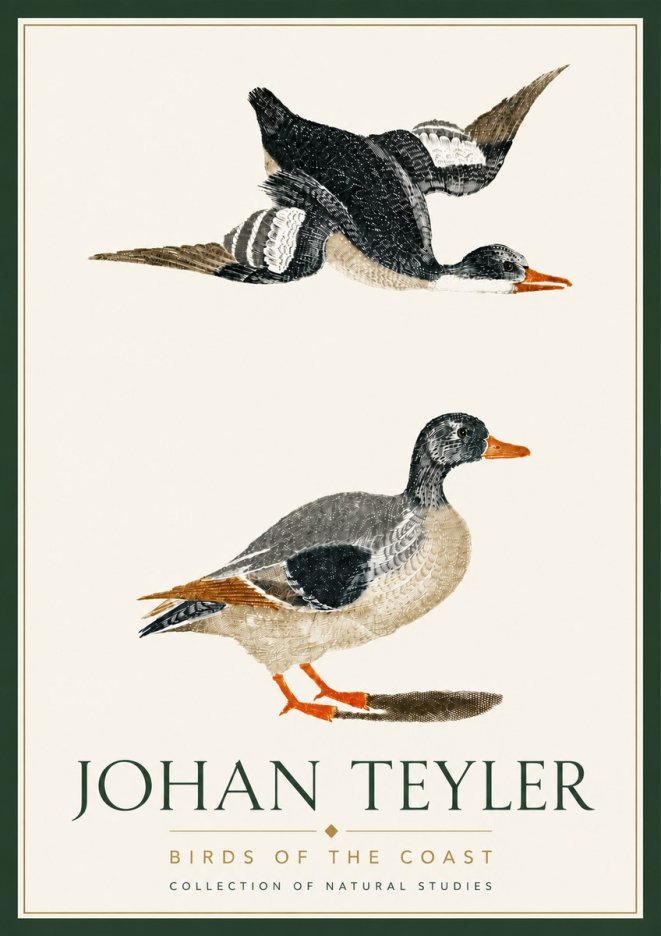 Johan Teyler Birds of the Coast No6 - Poszter