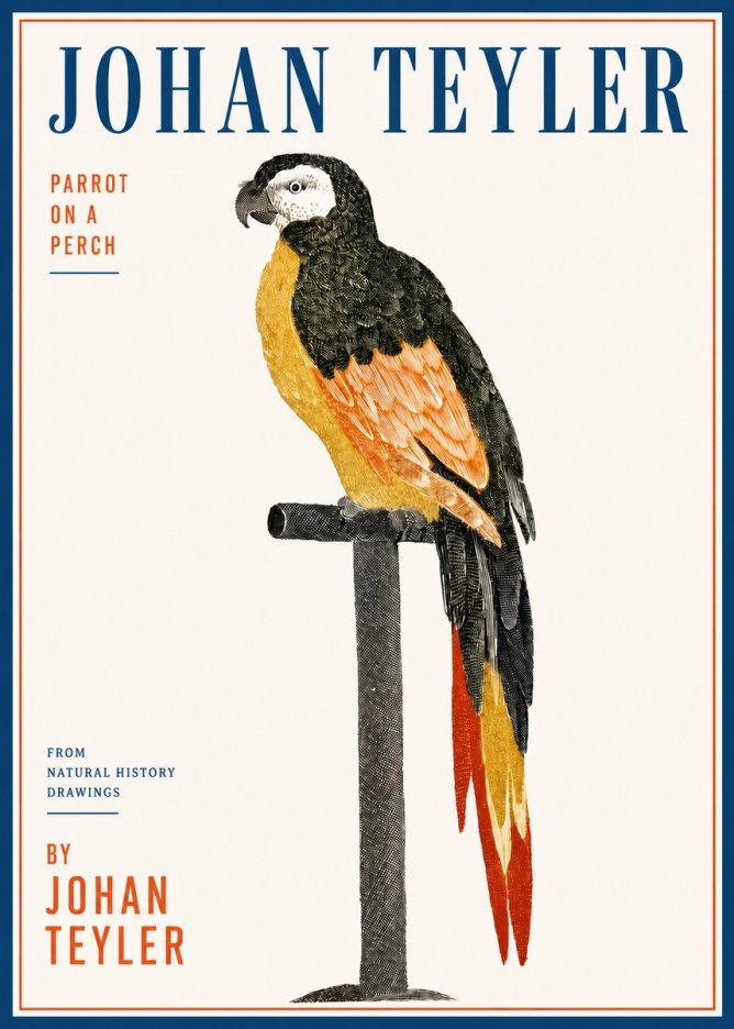 Johan Teyler Parrot on a Perch No3 - Poszter