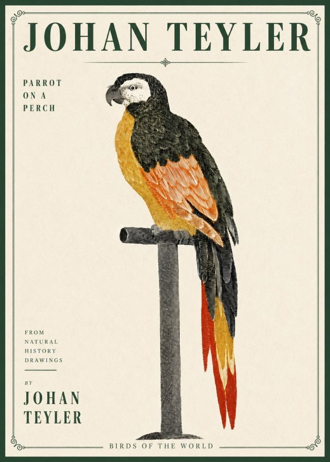 Johan Teyler Parrot on a Perch No4 - Poszter