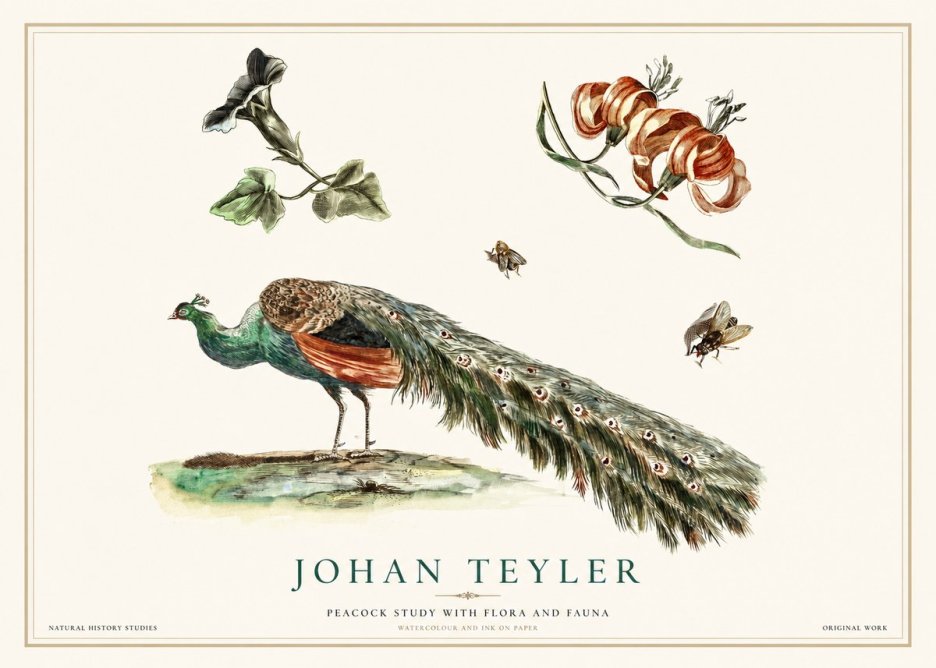 Johan Teyler Peacock Study with Flora and Fauna No1 - Poszter