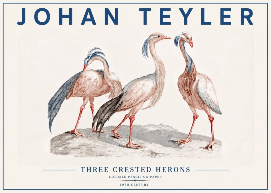 Johan Teyler Three Crested Herons No6 - Poszter
