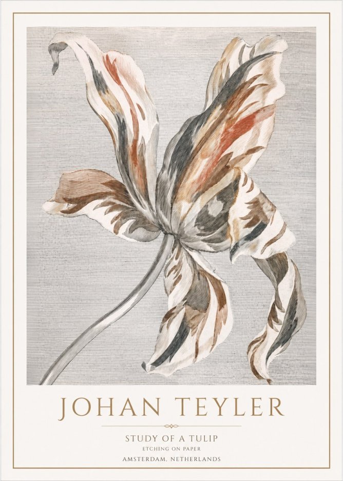 Johan Teyler Study of a Tulip No1 - Poszter