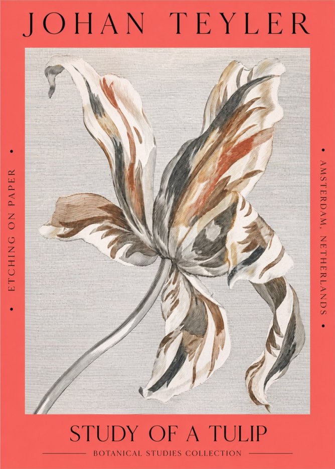 Johan Teyler Study of a Tulip No2 - Poszter