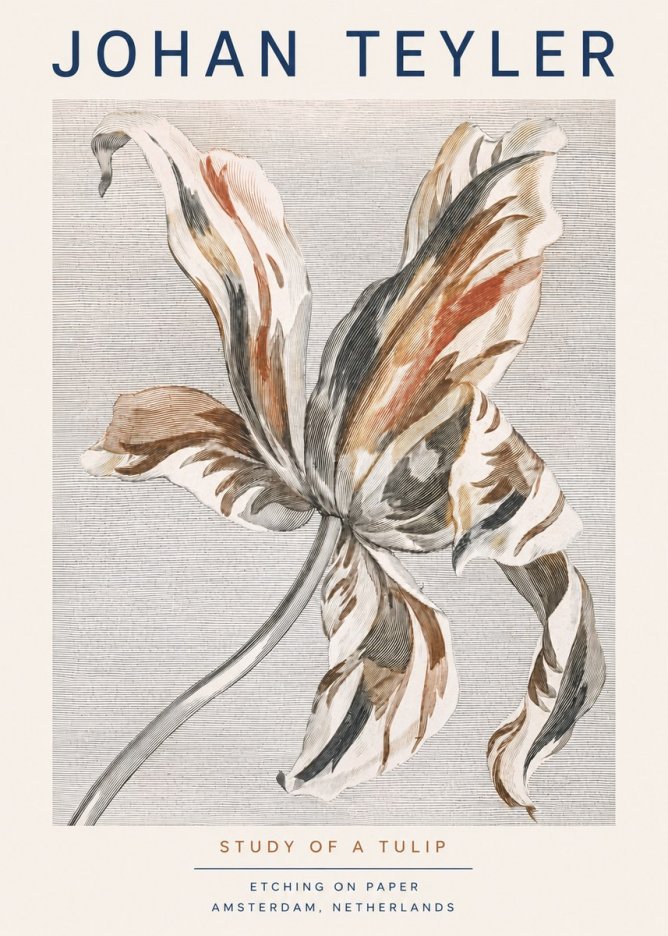 Johan Teyler Study of a Tulip No3 - Poszter