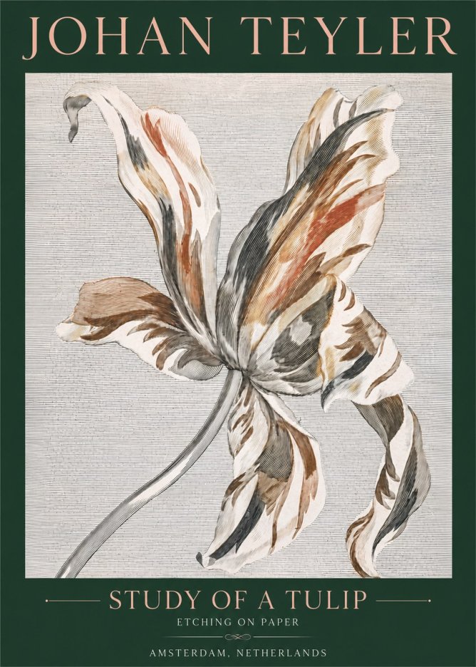 Johan Teyler Study of a Tulip No4 - Poszter