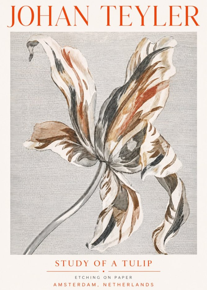 Johan Teyler Study of a Tulip No5 - Poszter