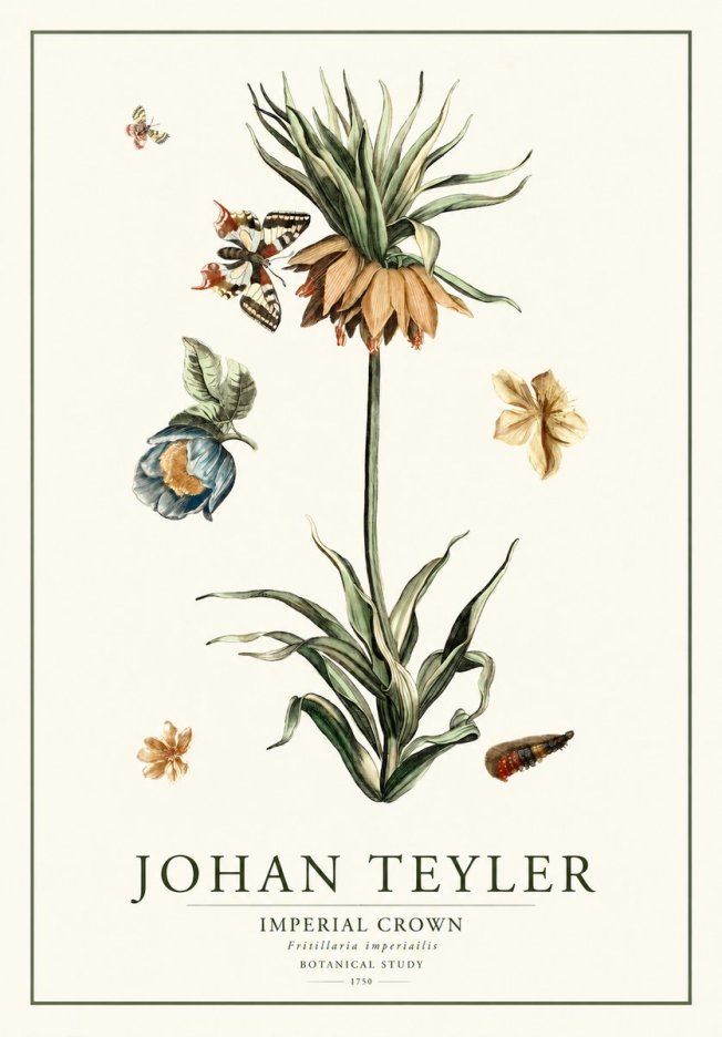 Johan Teyler Crown Imperial No2 - Poszter