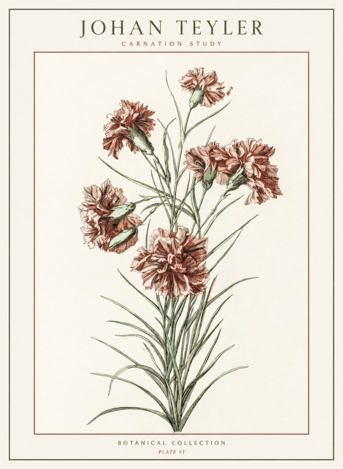 Johan Teyler Carnation Study No1 - Poszter