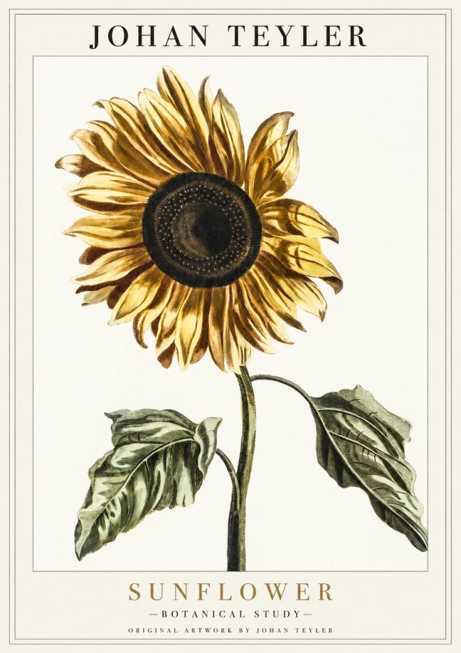 Johan Teyler Sunflower - Botanical Study No1 - Poszter