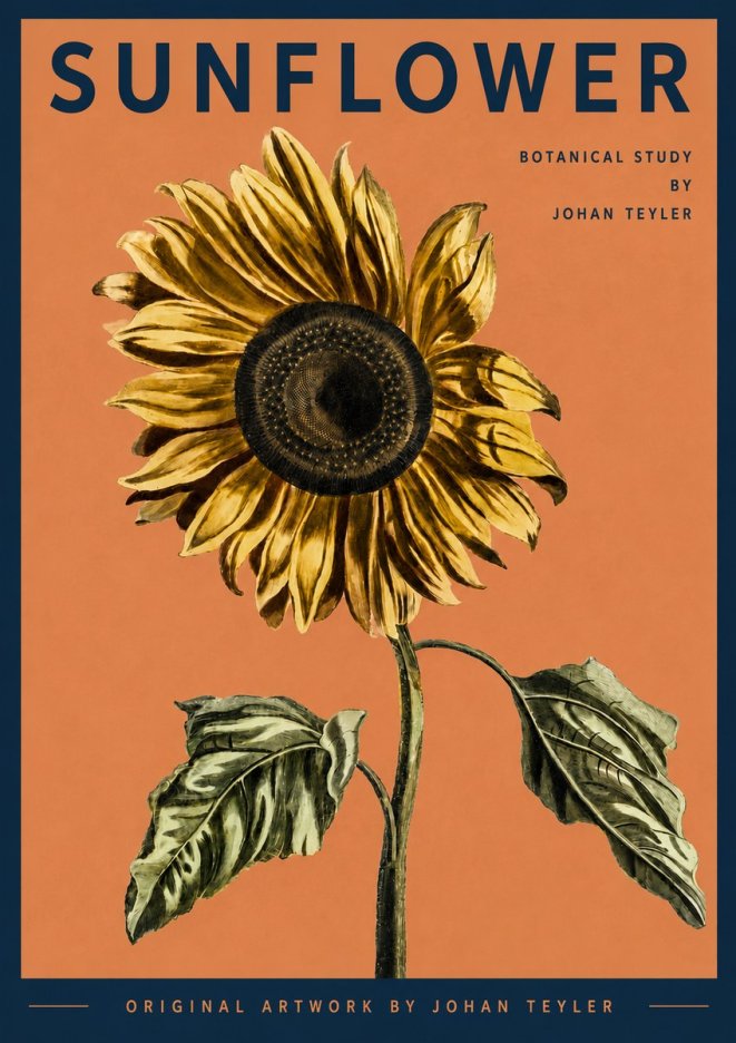 Johan Teyler Sunflower - Botanical Study No3 - Poszter