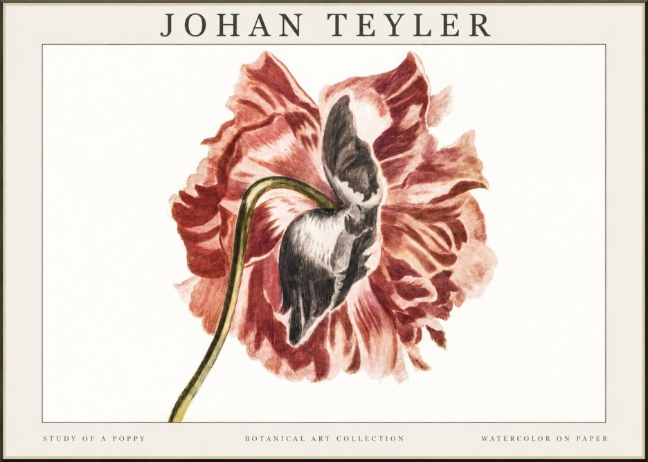 Johan Teyler Study of a Poppy No1 - Poszter