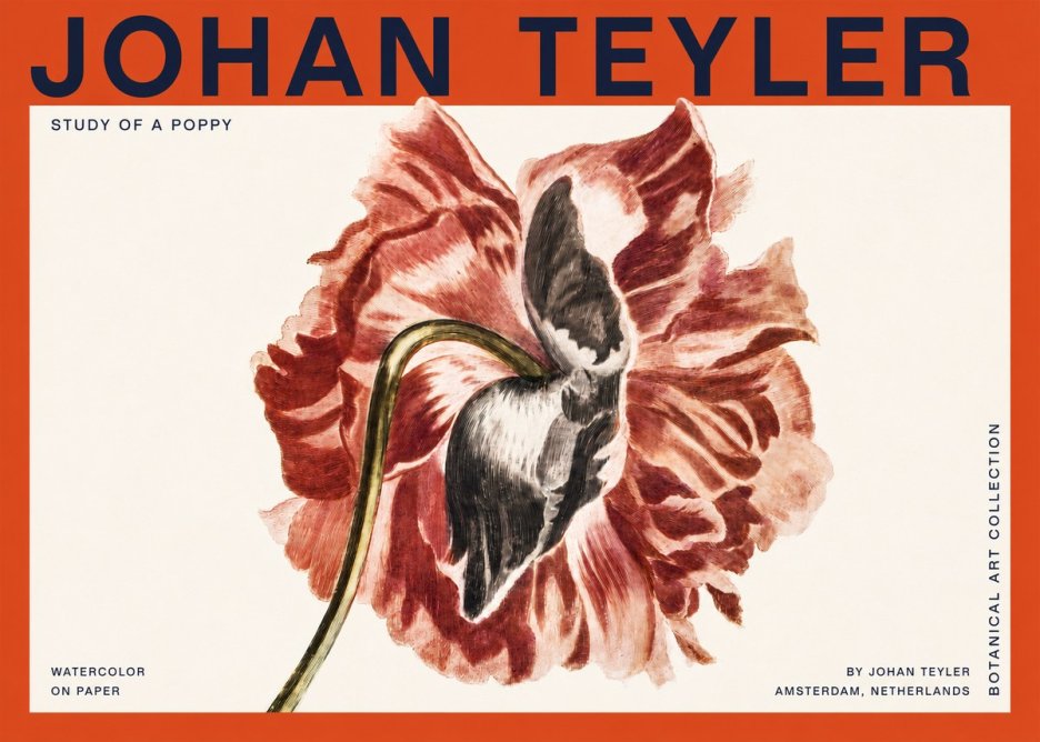 Johan Teyler Study of a Poppy No2 - Poszter