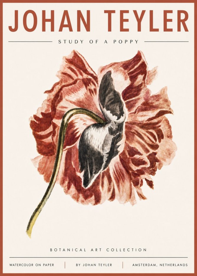 Johan Teyler Study of a Poppy No6 - Poszter