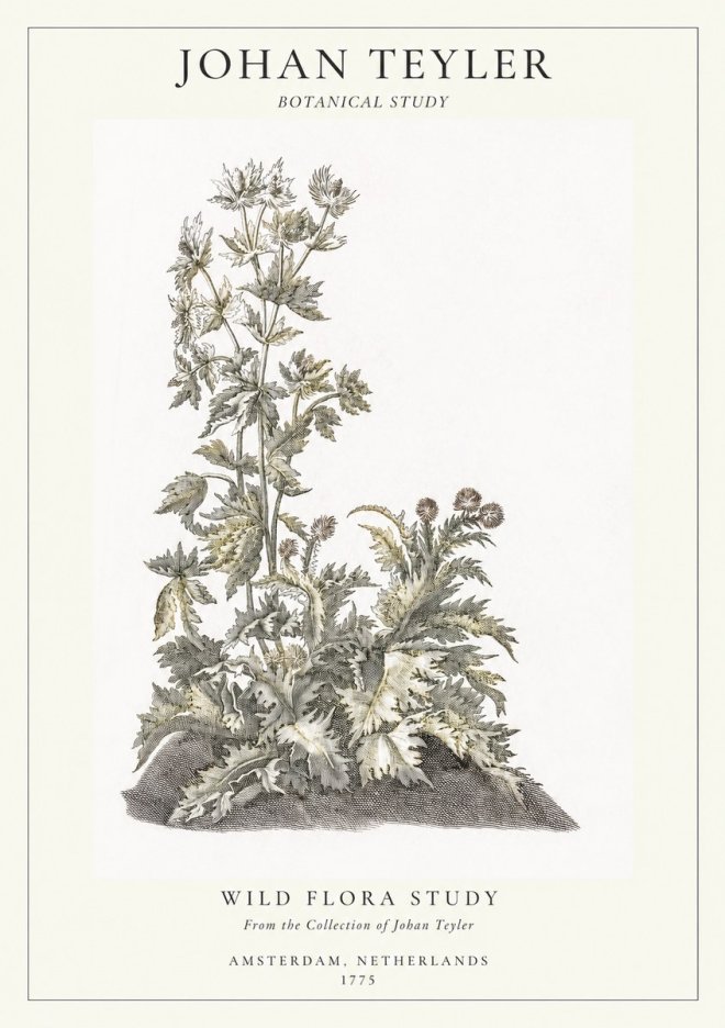 Johan Teyler Wild Flora Study No1 - Poszter