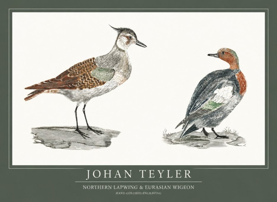 Johan Teyler Northern Lapwing & Eurasian Wigeon No1 - Poszter