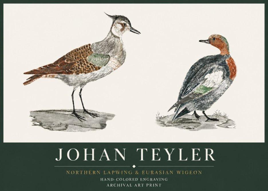 Johan Teyler Northern Lapwing & Eurasian Wigeon No3 - Poszter