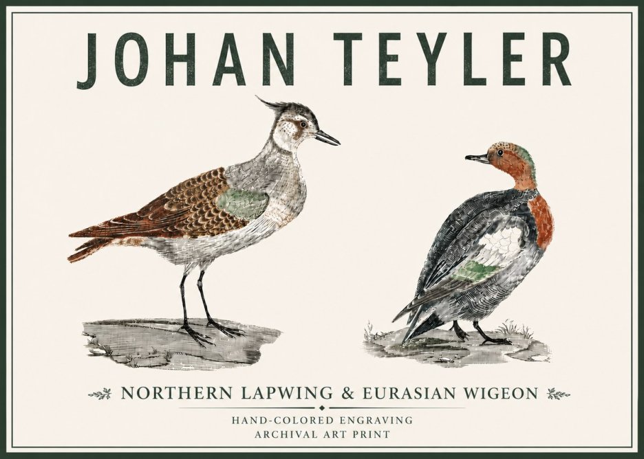 Johan Teyler Northern Lapwing & Eurasian Wigeon No5 - Poszter