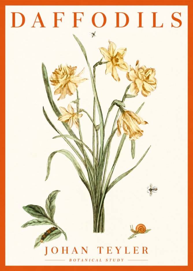 Johan Teyler Daffodils No2 - Poszter