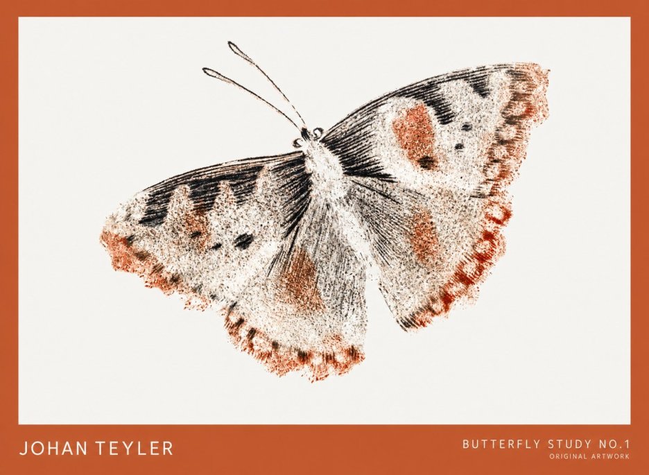 Johan Teyler Butterfly Study No.1 No1 - Poszter
