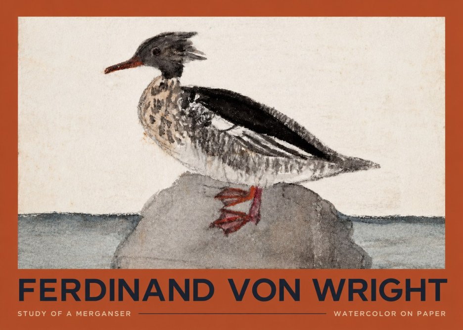 Ferdinand von Wright Study of a Merganser No2 - Poszter