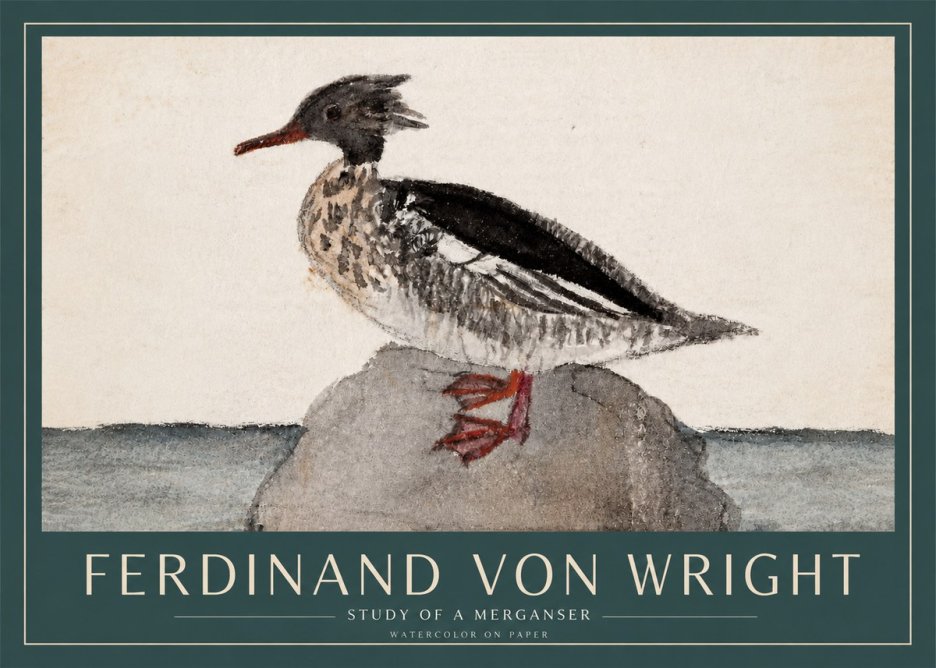 Ferdinand von Wright Study of a Merganser No3 - Poszter