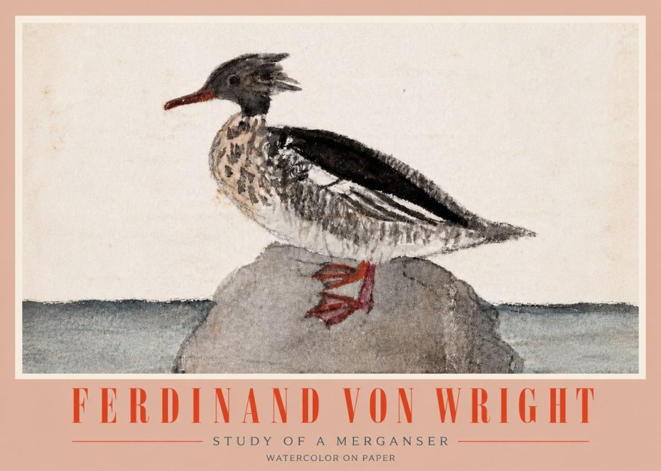 Ferdinand von Wright Study of a Merganser No4 - Poszter