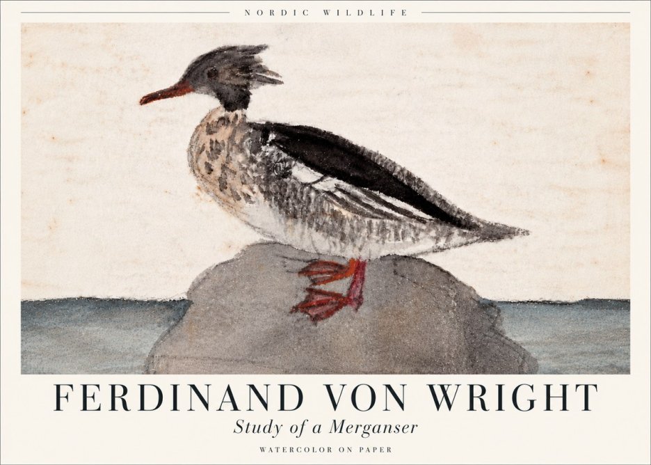 Ferdinand von Wright Study of a Merganser No6 - Poszter