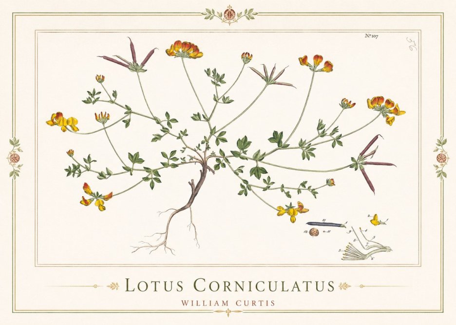 William Curtis Lotus Corniculatus I No1 - Poszter