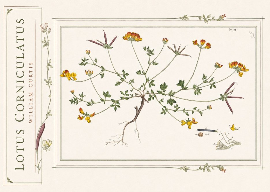 William Curtis Lotus Corniculatus I No2 - Poszter