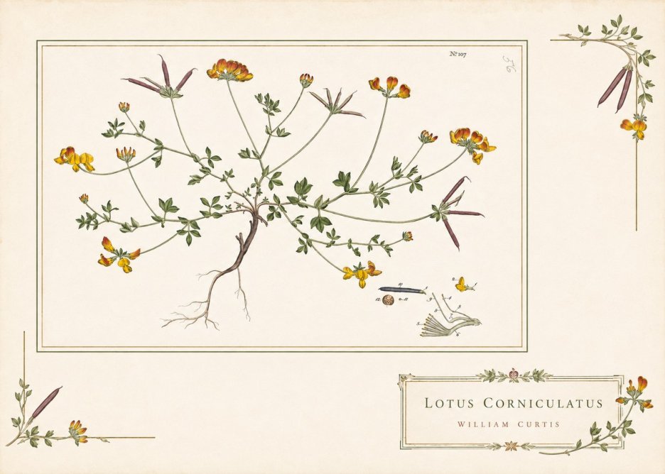 William Curtis Lotus Corniculatus I No4 - Poszter