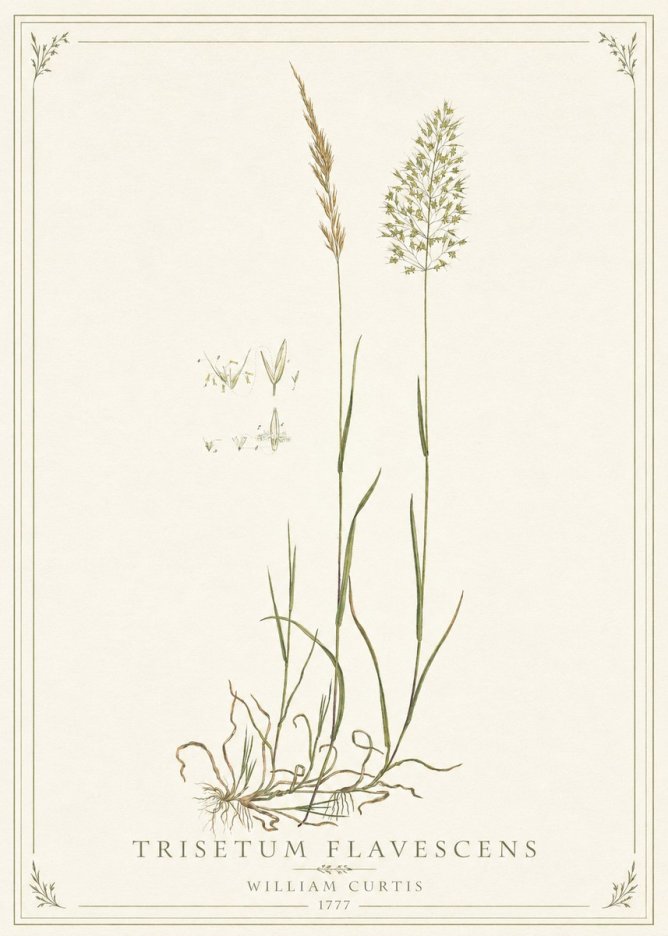 William Curtis Trisetum Flavescens II No1 - Poszter