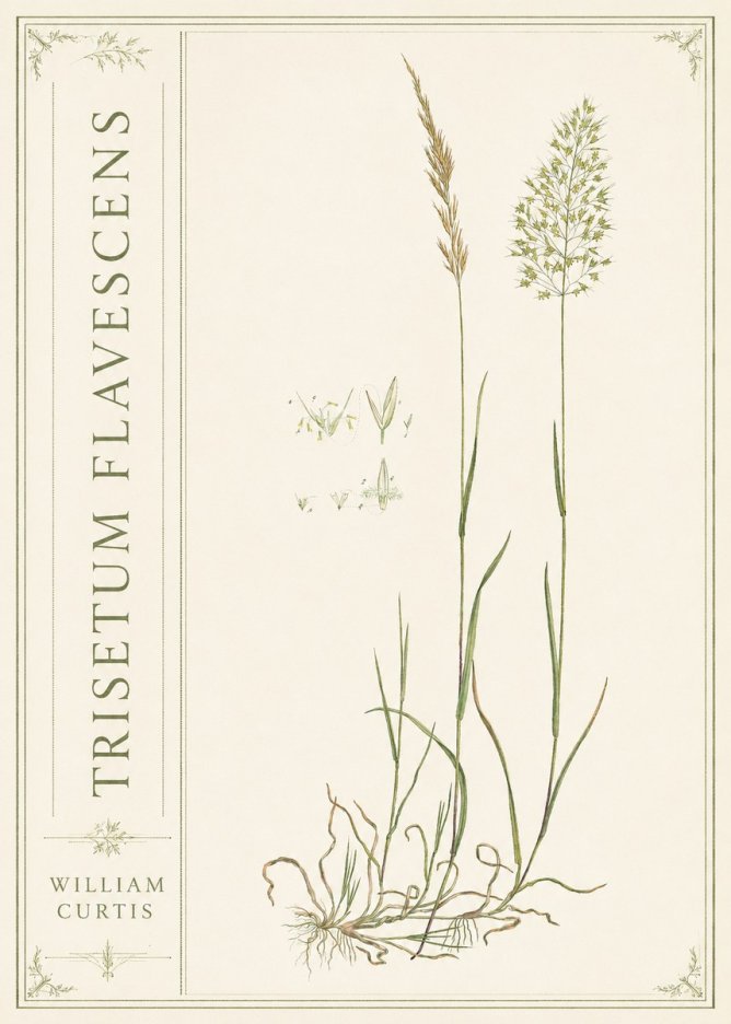 William Curtis Trisetum Flavescens II No2 - Poszter