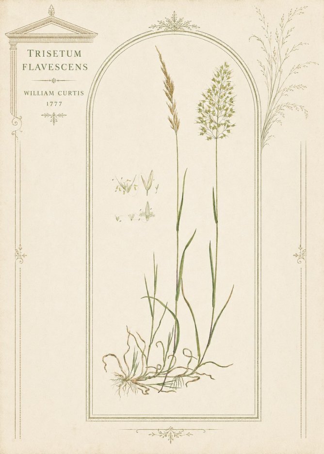 William Curtis Trisetum Flavescens II No3 - Poszter