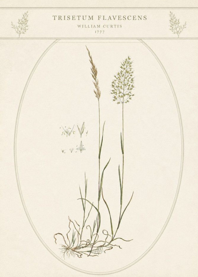 William Curtis Trisetum Flavescens II No5 - Poszter