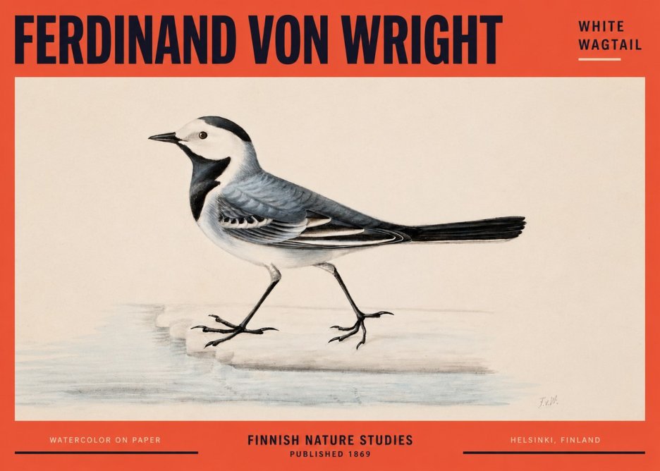 Ferdinand von Wright White Wagtail No2 - Poszter
