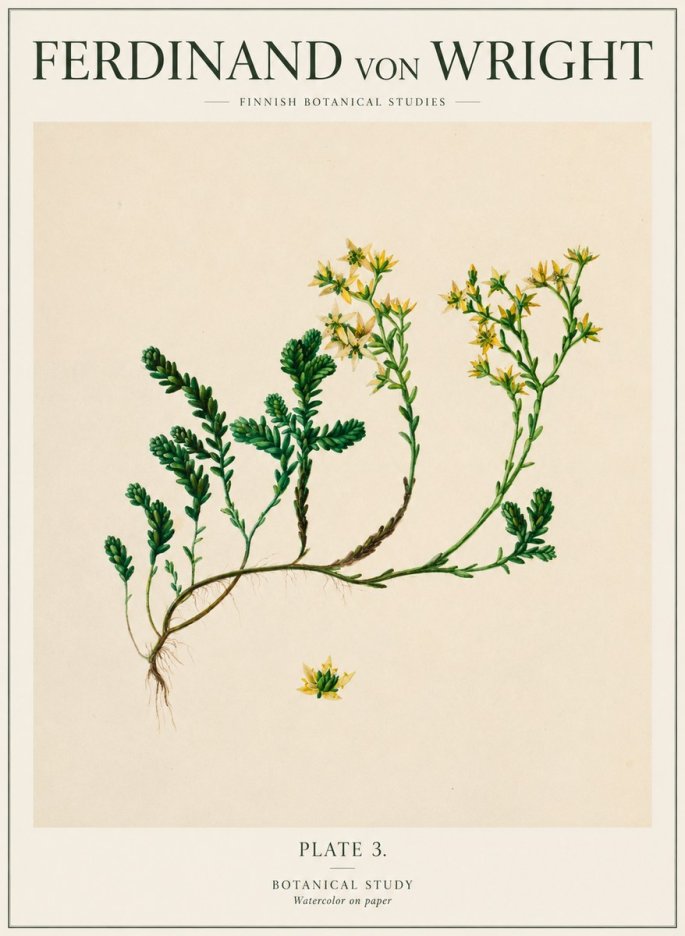 Ferdinand von Wright Botanical Study No1 - Poszter