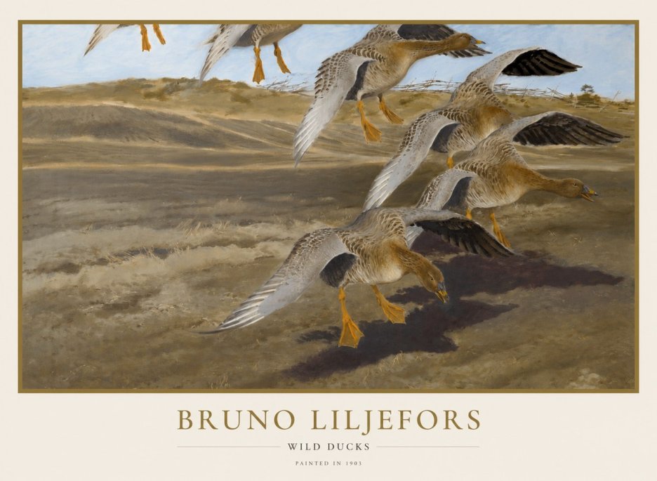 Bruno Liljefors Wild Ducks I No1 - Poszter