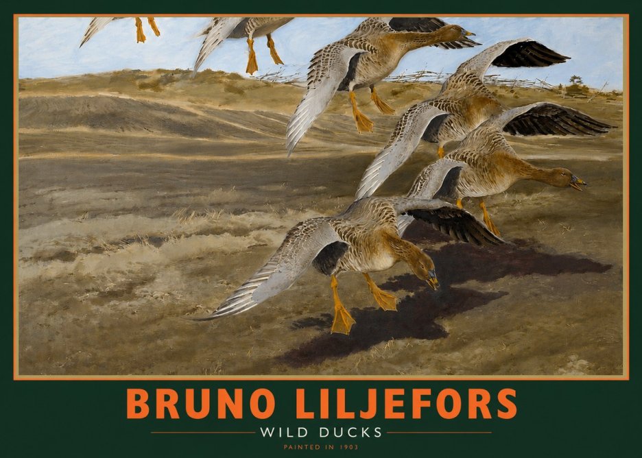 Bruno Liljefors Wild Ducks I No2 - Poszter